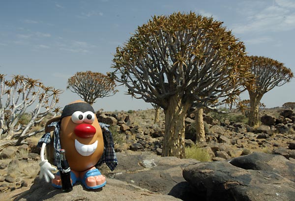 Spud searches a stand of Kokerboom for a San Bushman