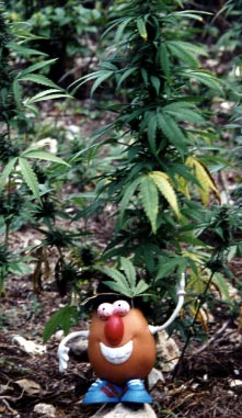 Spud finds the Jamaican locals don't seem to mind weeds!