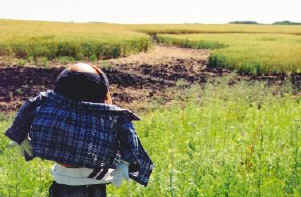 Spud studies the intricate crop circles up close