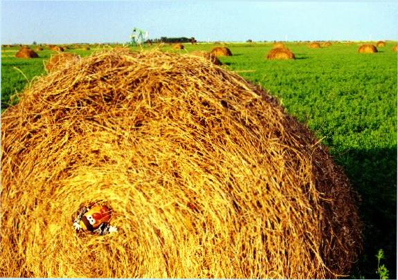 Spud gets 'baled' for his troubles