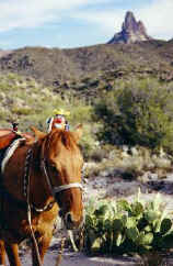 Spud saddles up to head into the Sonoran desert