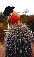 Spud gets a bit too close to the cacti in Arizona's Sonoran desert