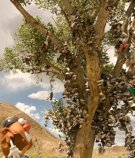 The American Shoe tree - a monument to discarded footwear