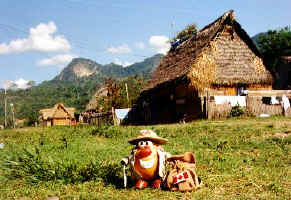 Spud gets ready to explore the Amazon Basin